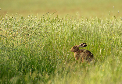 3rd-Hare-in-a-hayfield-by-Babara-Austin