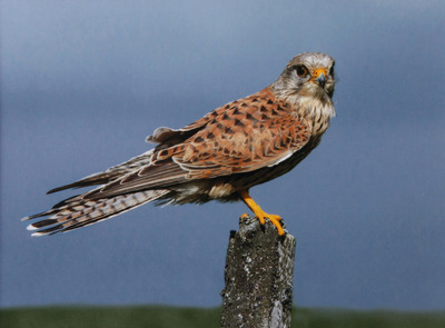 5th-Wary-Kstrel-by-Val-Johnston