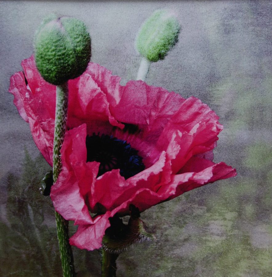 3rd-Poppy-by-John-Cole