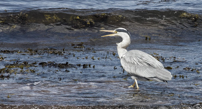 4th-Heron-in-the-sea-by-Val-Johnston