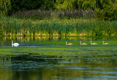 HC-Swanning-Off-by-Kevin-hilton