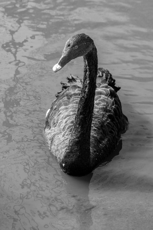 5th-Black-Swan-by-Pat-Johnston