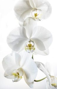 3rd-White-orchid-by-Angus-Reid