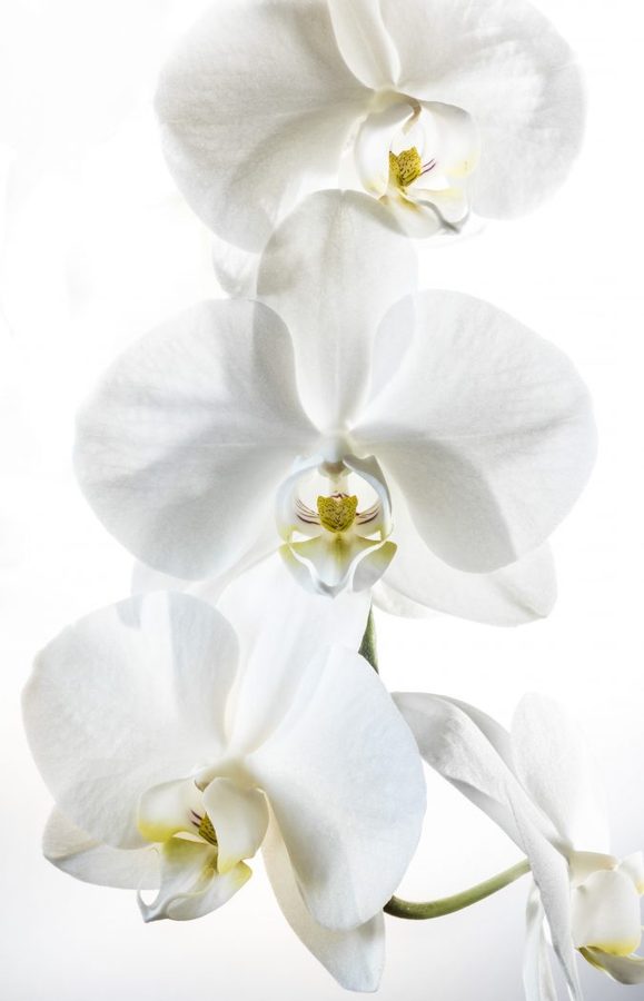 3rd-White-orchid-by-Angus-Reid