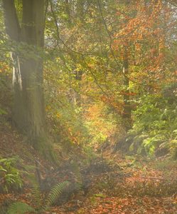 HC-Autumn-Morning-by-Sheila-Stanger