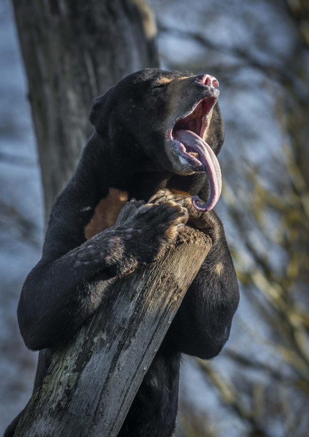HC-Moon-bear-bedtime-by-Angus-Reid-