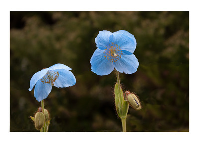 3rd-Blue-poppies-by-Pat-Johnston