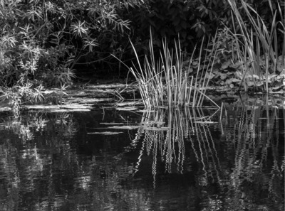 HC - Reeds by Val Johnston