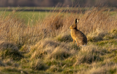 HC - On the look out by Barbara Austin