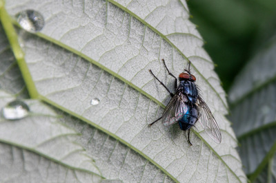 Fly