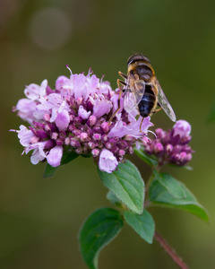 Hoverfly
