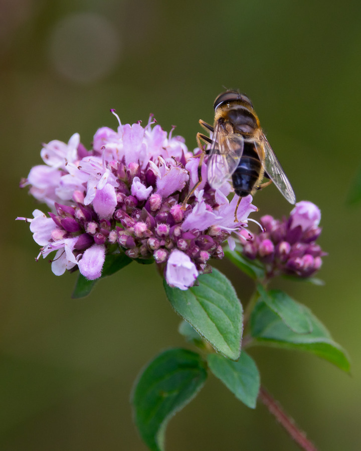 Hoverfly
