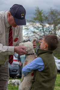 Dog Show