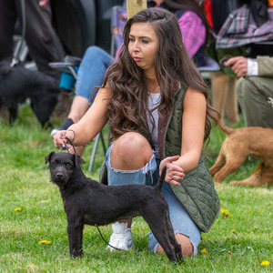 Dog Show