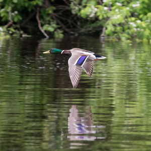 Low Flying Duck