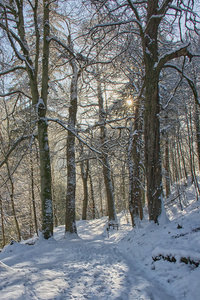 Winter Path