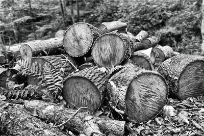 Felled Ash