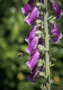 HC Busy bee by Angus Reid