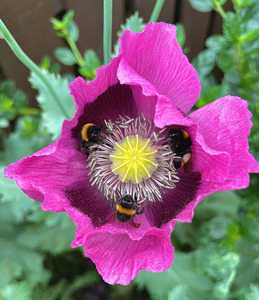 5th Bee feast by Duncan Burridge