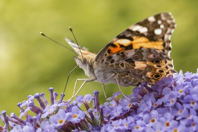A Sip of Nectar