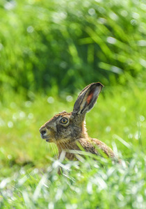 11 Hare I am