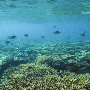 12 Lady Musgrave Island