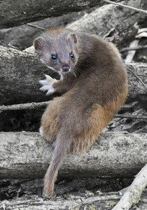 15 Stoat Look Back