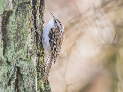 17 Treecreeper