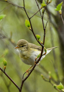 18 Willow Warbler