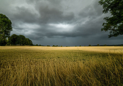 02 Across the Cornfield