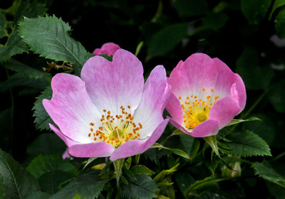 20 Wild Roses