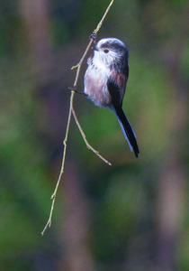 06 Long-tailed Tit