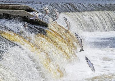 07 The Salmon Leap