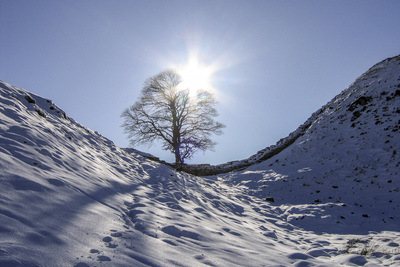 10-Scyamore gap in snow