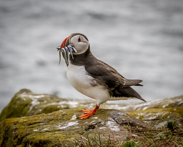 5-Puffin on Farne Island