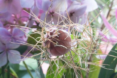 2nd Nigella Seed by Duncan Burridge