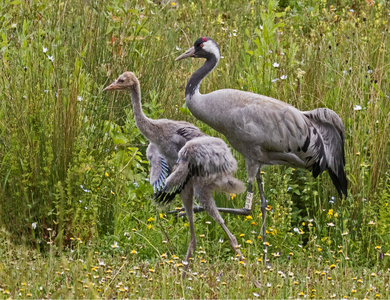 4th Crane with Chick by Pat Johnston