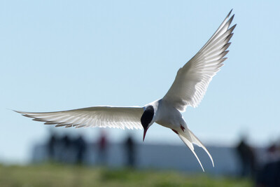 5th Tern by Bill Ferguson