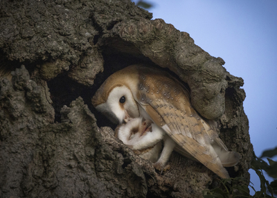 2nd Owly Love by Verity Johnson