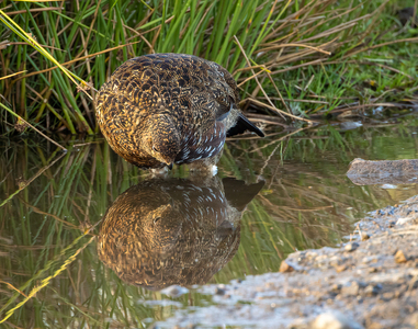 4th On Reflection by John Austin