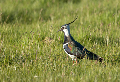 HC Lapwing in the evening sun by John Austin