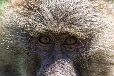 Baboon