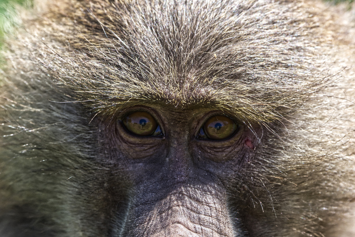 Baboon