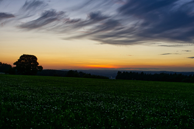 Clover Field