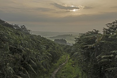 Muddy Path