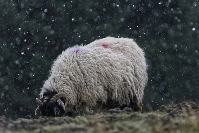 Sheep in a snow storm