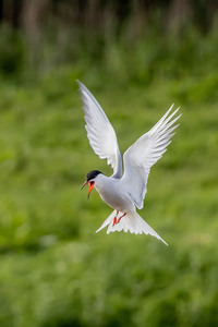 Val Johnston images