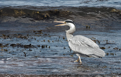 Heron inthe sea.g