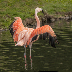 Flamingo
