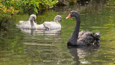 Swan with young
